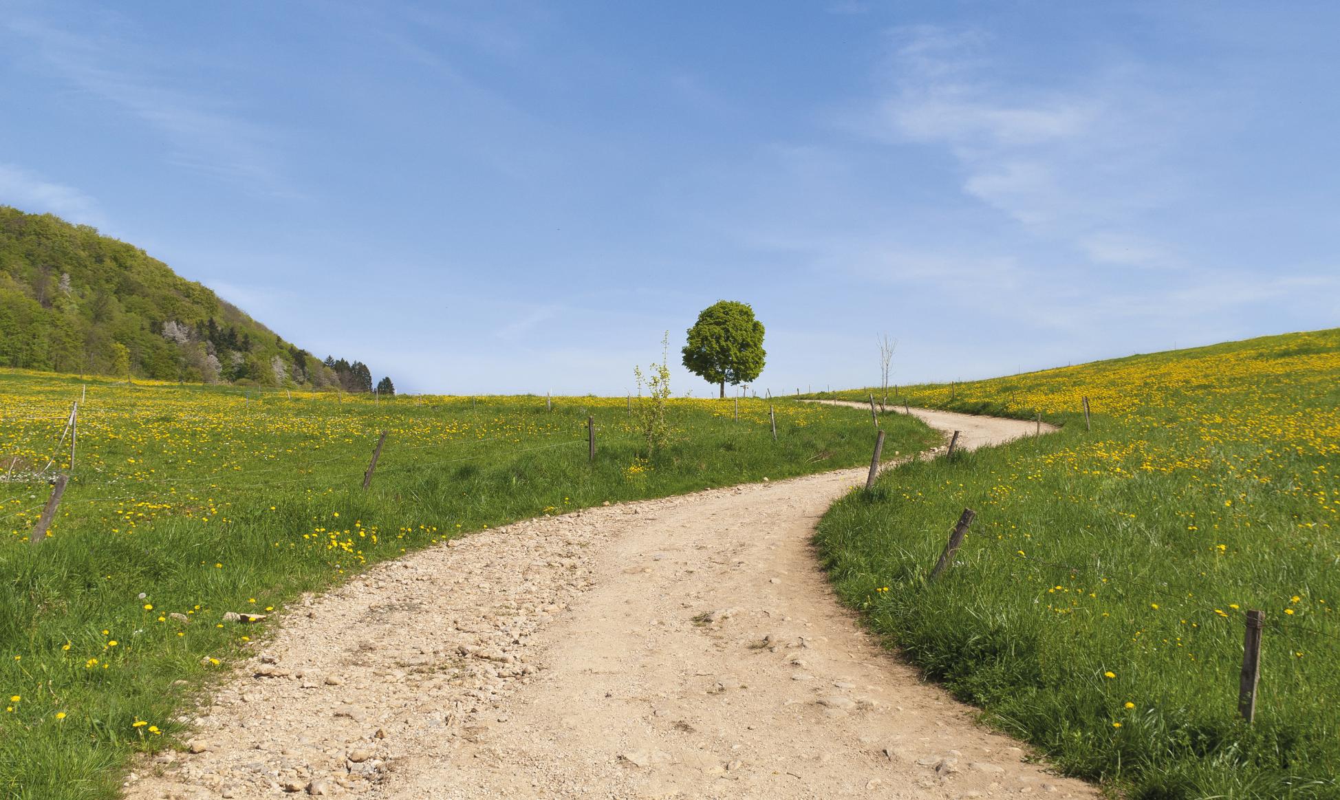 Ein einladender Weg schlängelt sich durch eine ruhige Wiesenlandschaft.