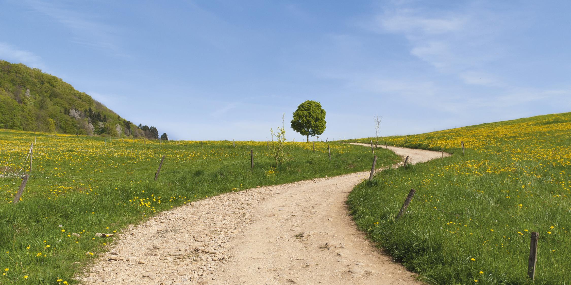 Ein einladender Weg schlängelt sich durch eine ruhige Wiesenlandschaft.
