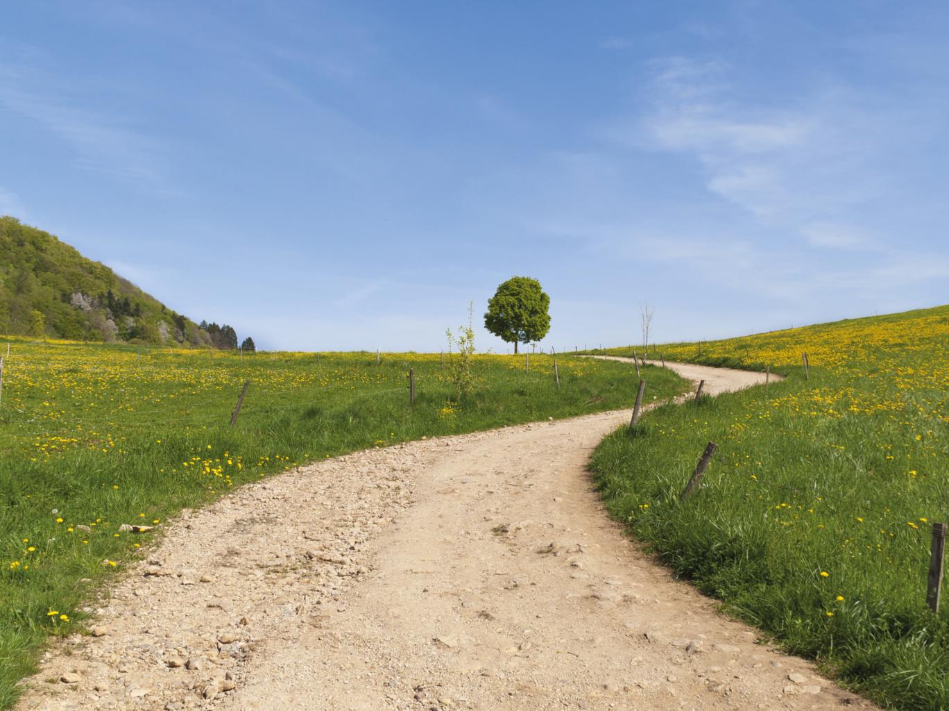 Ein einladender Weg schlängelt sich durch eine ruhige Wiesenlandschaft.