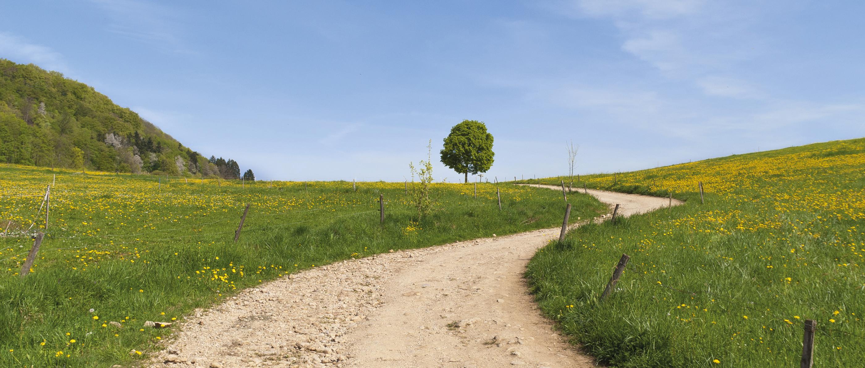 Ein einladender Weg schlängelt sich durch eine ruhige Wiesenlandschaft.