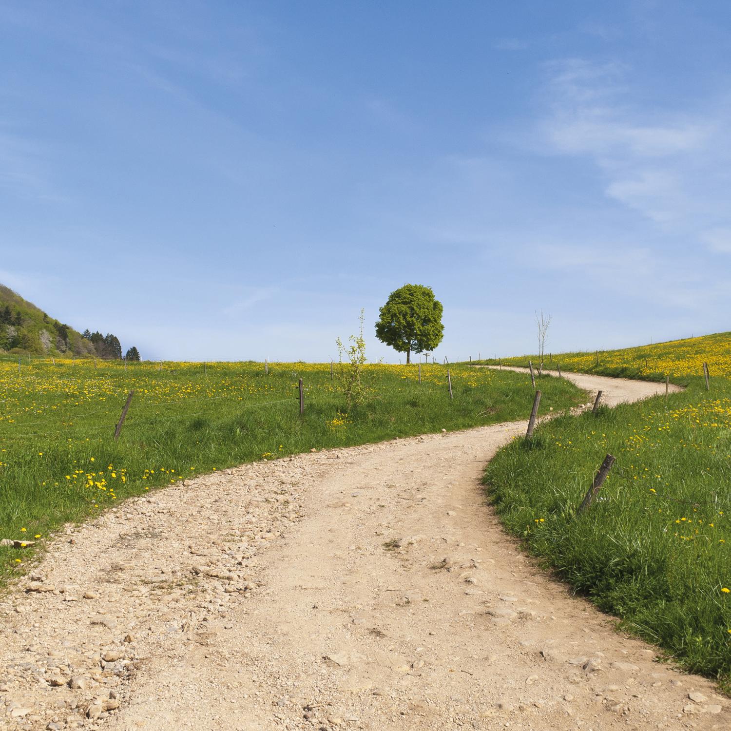 Ein einladender Weg schlängelt sich durch eine ruhige Wiesenlandschaft.