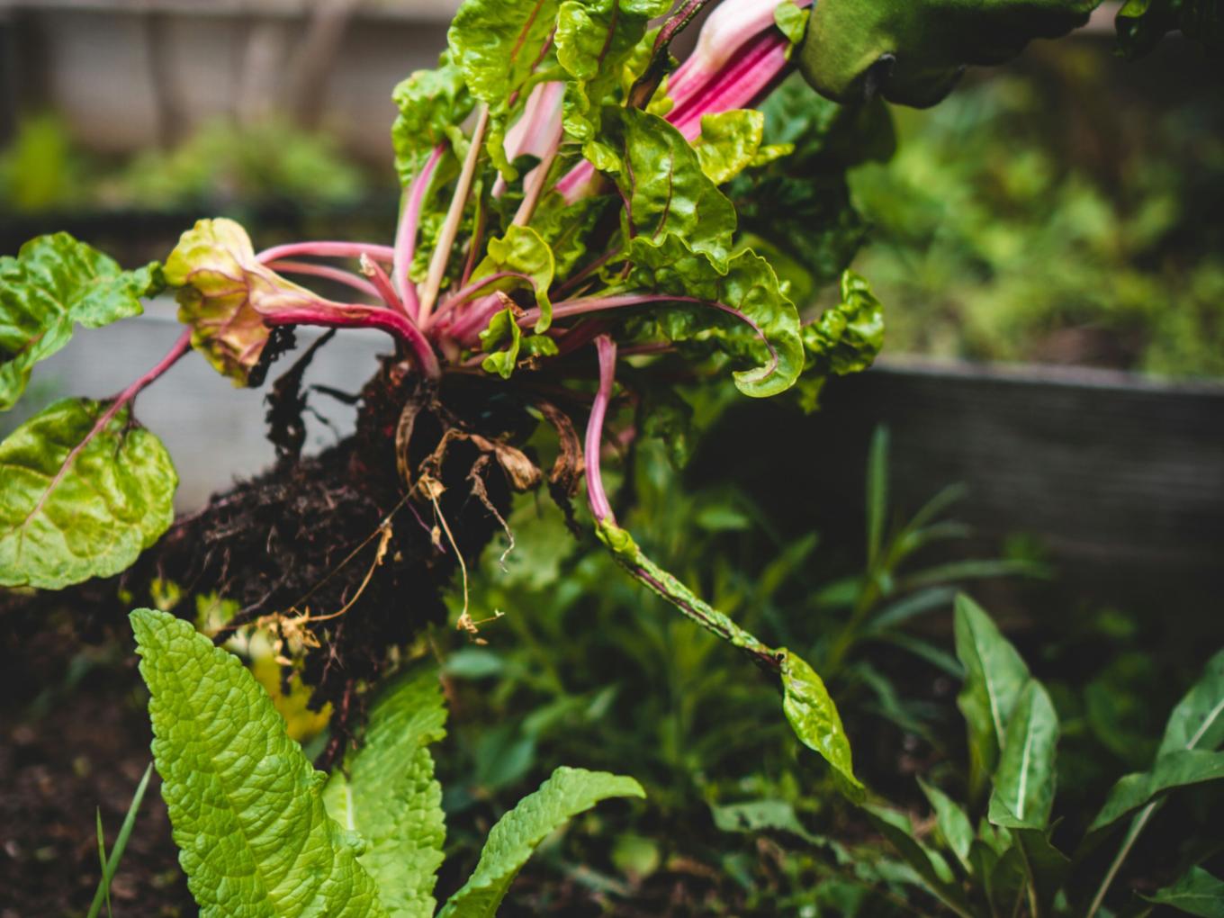 Pflanze mit grünen Blättern und roten Stengeln wird frisch von einer Person aus der Erde gezogen