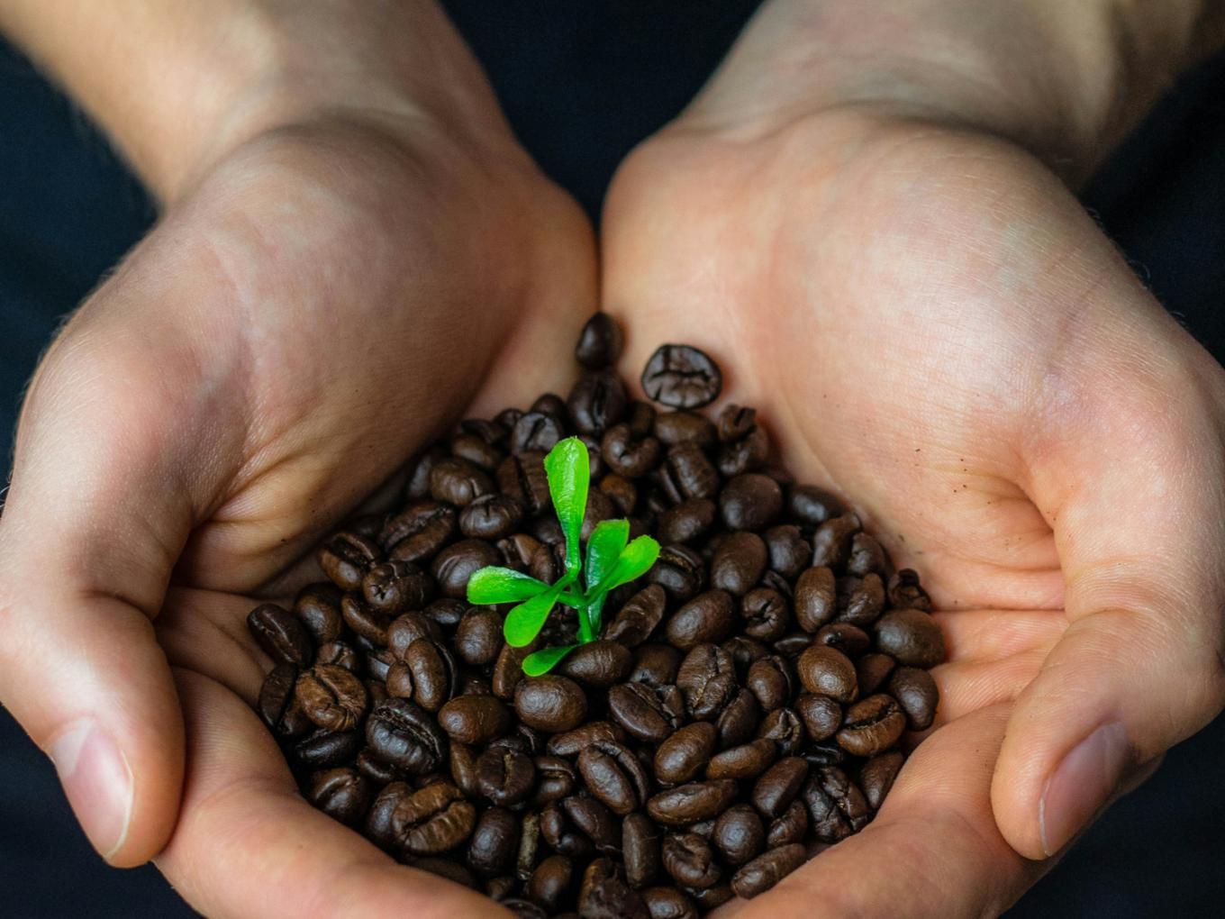 Zwei Hände halten geröstete Kaffeebohnen. In der Mitte ein kleines Pflänzchen