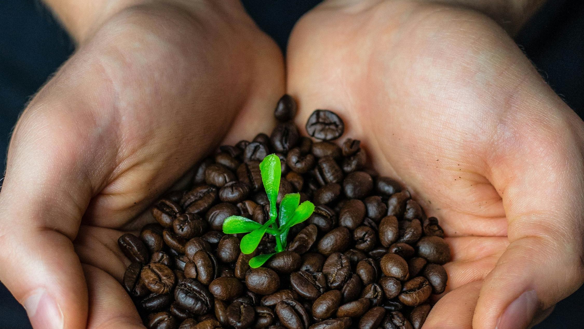 Zwei Hände halten geröstete Kaffeebohnen. In der Mitte ein kleines Pflänzchen