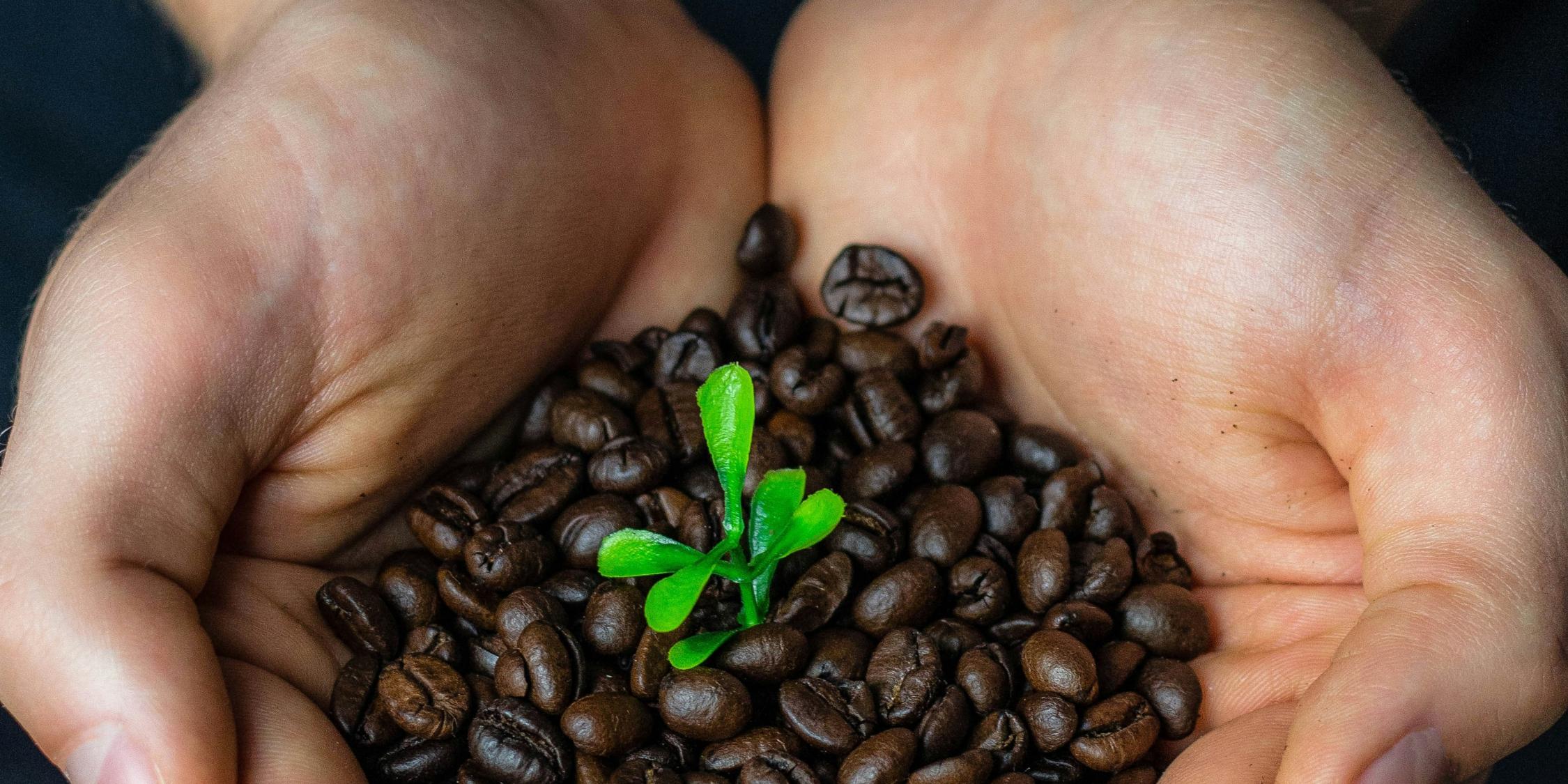 Zwei Hände halten geröstete Kaffeebohnen. In der Mitte ein kleines Pflänzchen
