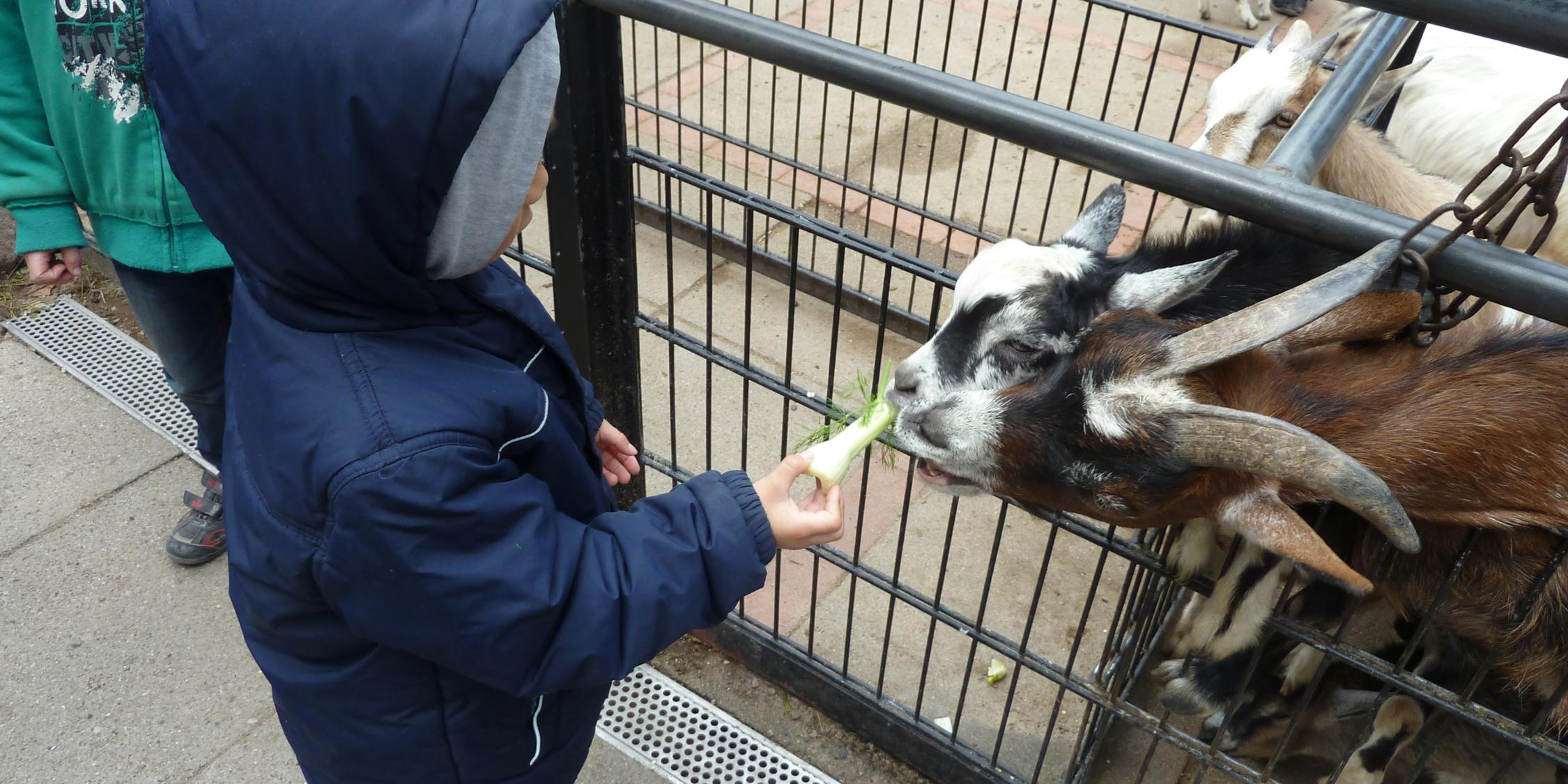 Ein Junge füttert zwei kleine Ziegen durch ein Gitter im Tierpark
