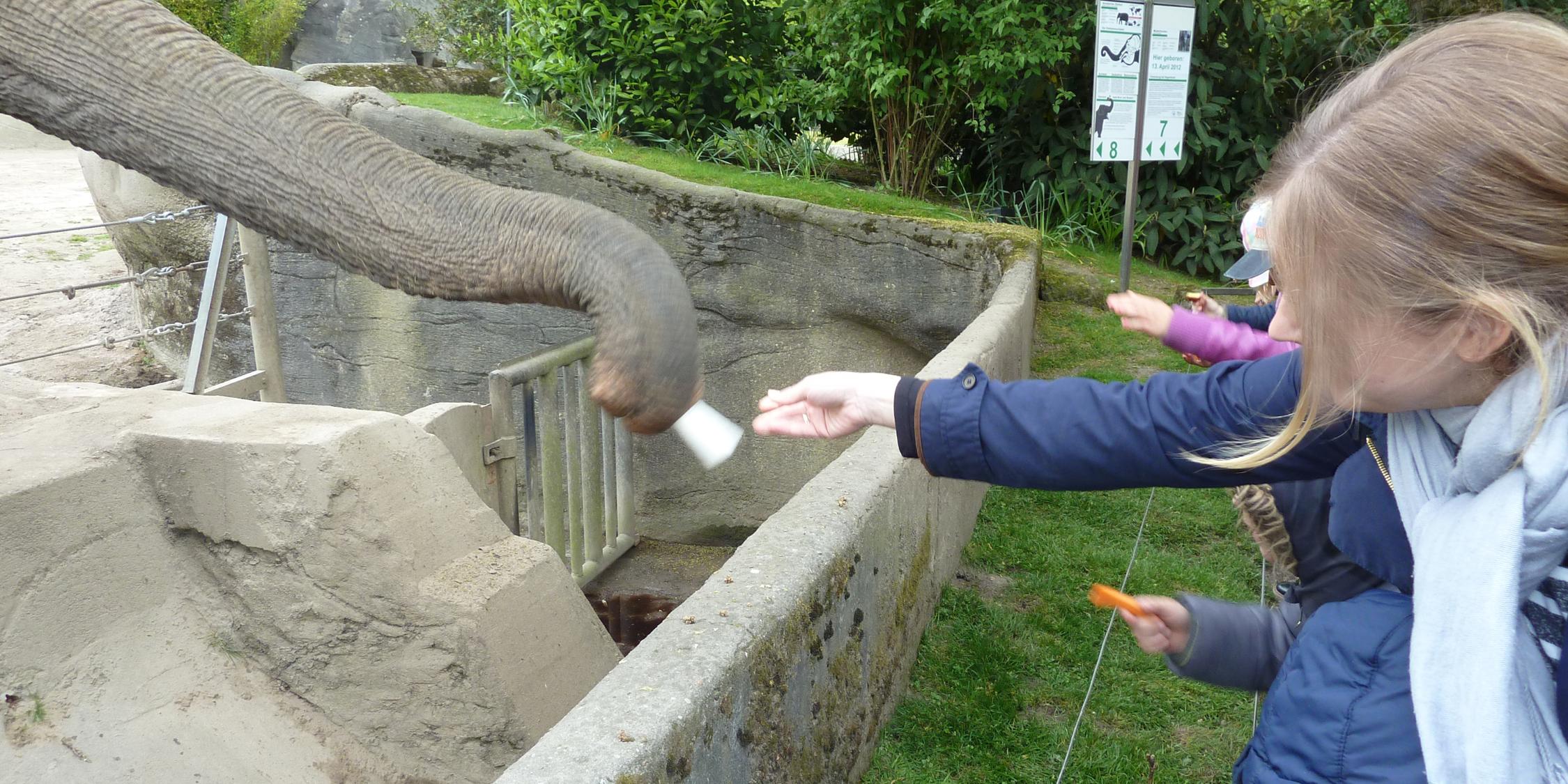Ein Elefantenrüssel nimmt einer Frau in einem Tierpark Futter aus der Hand