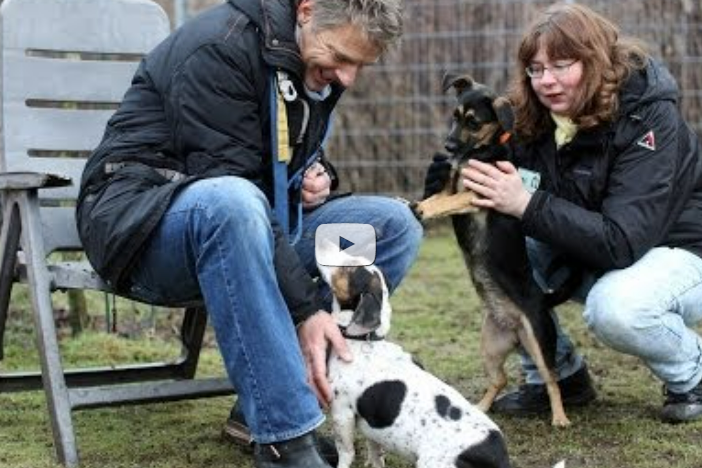 Ein Mann und eine Frau sitzen auf einer Wiese und spielen mit zwei Hunden.