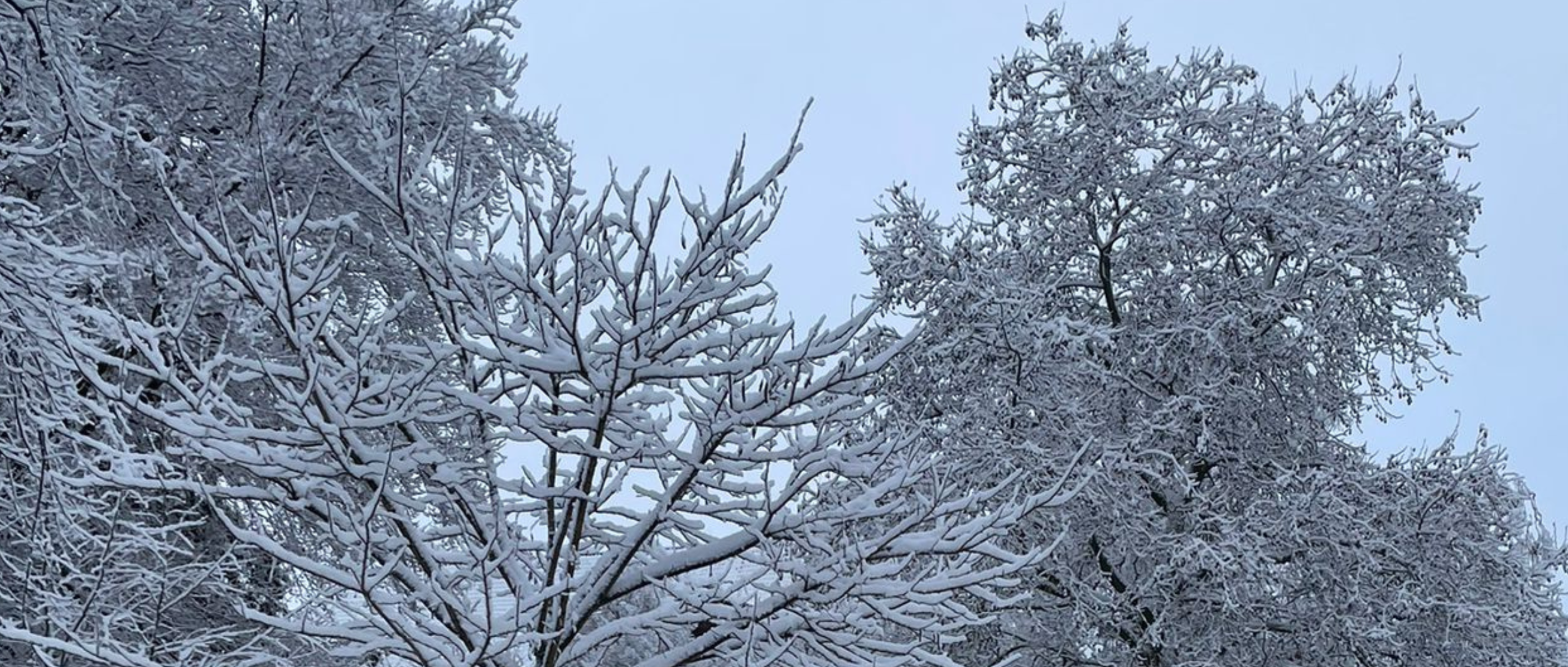 Schneebedeckte Baumkronen vor grauem Himmel